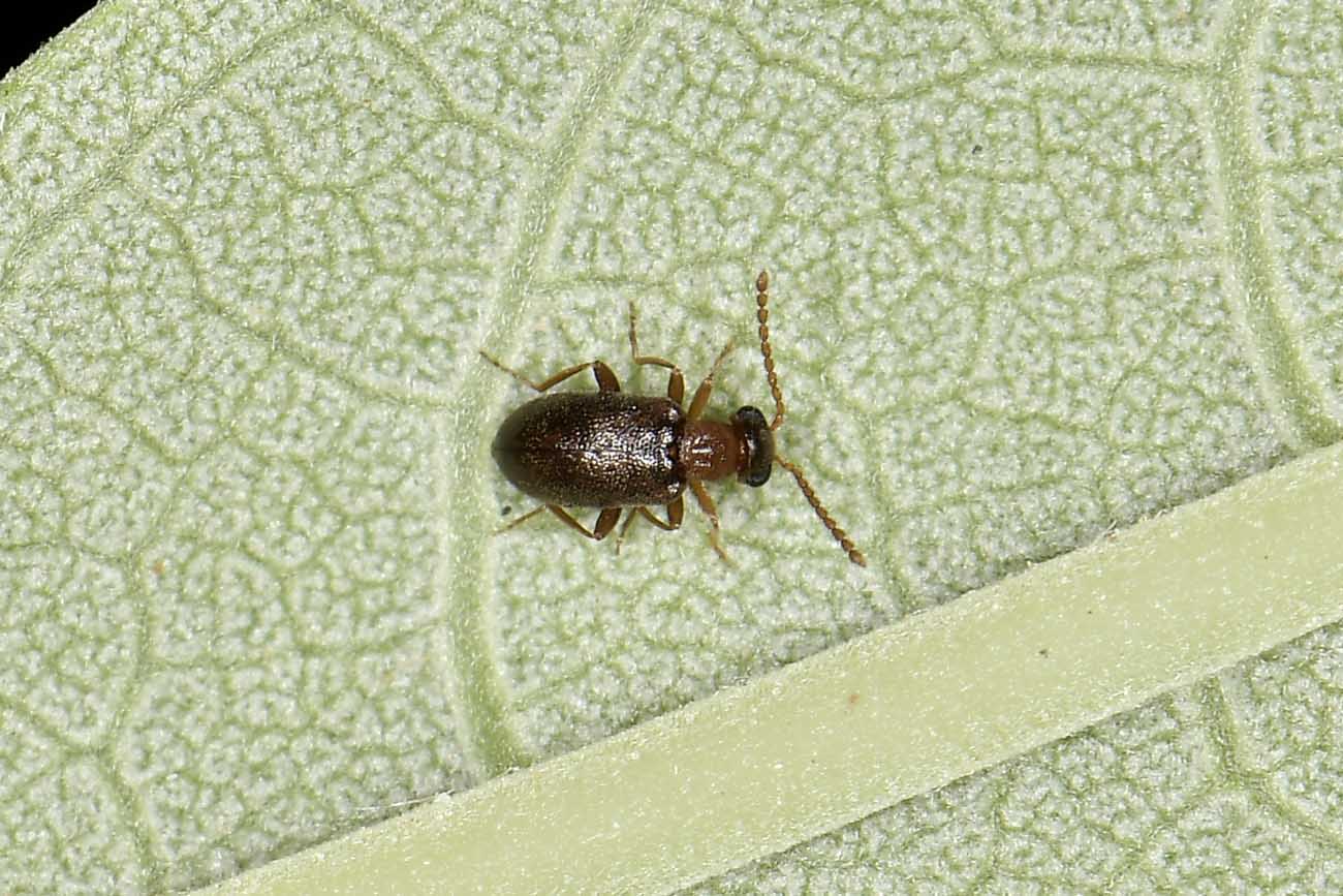 Aderidae: Otolelus sp? S, cfr. ruficollis